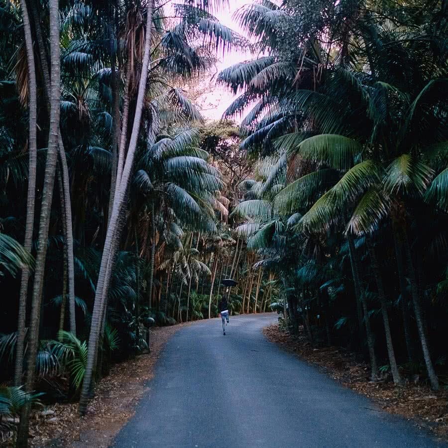 A palm tree on a dirt road