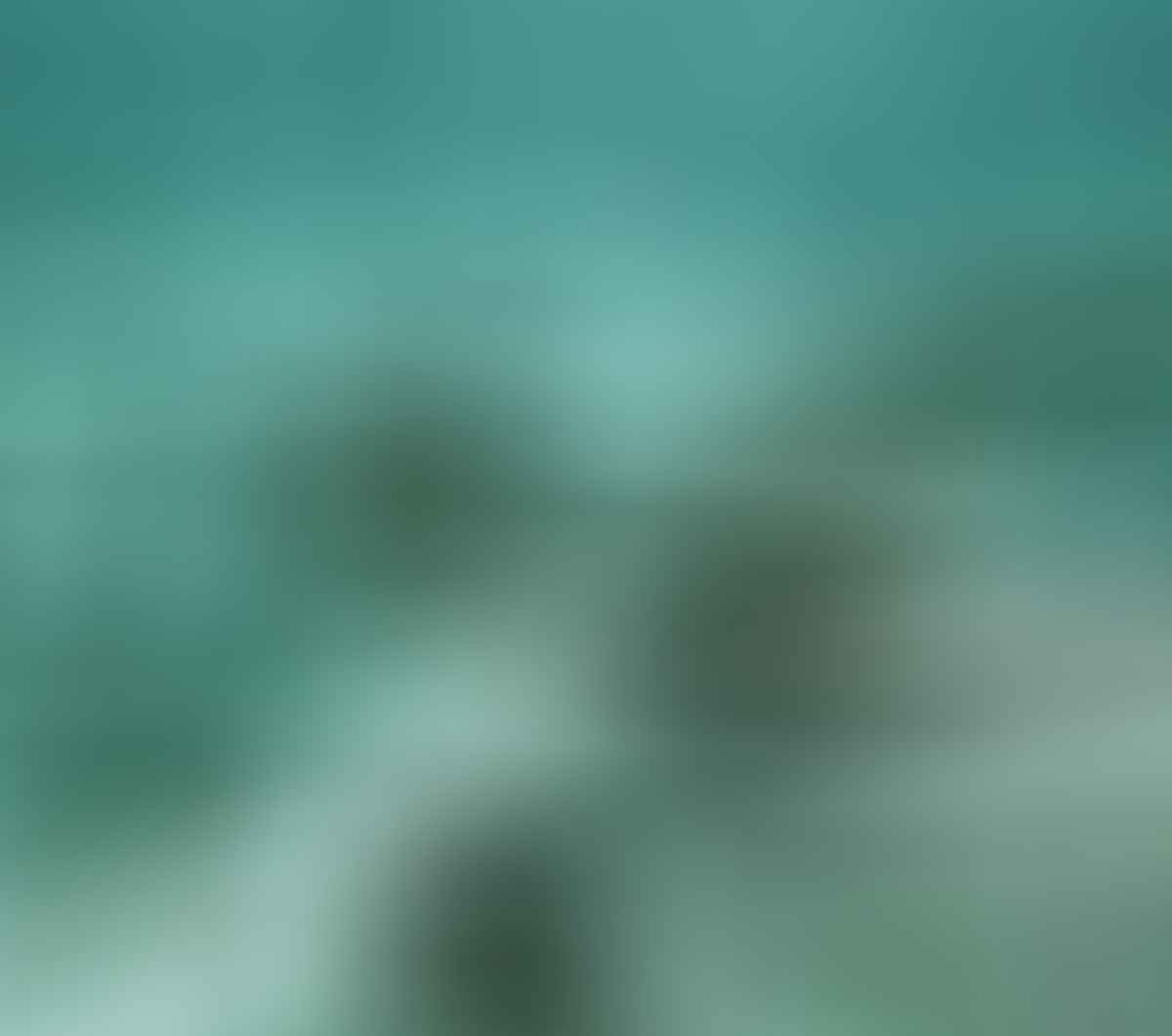 Swimming with Seals, The Dancers Of The Sea // Montague Island (NSW) Joel Johnsson, seal, underwater, close up