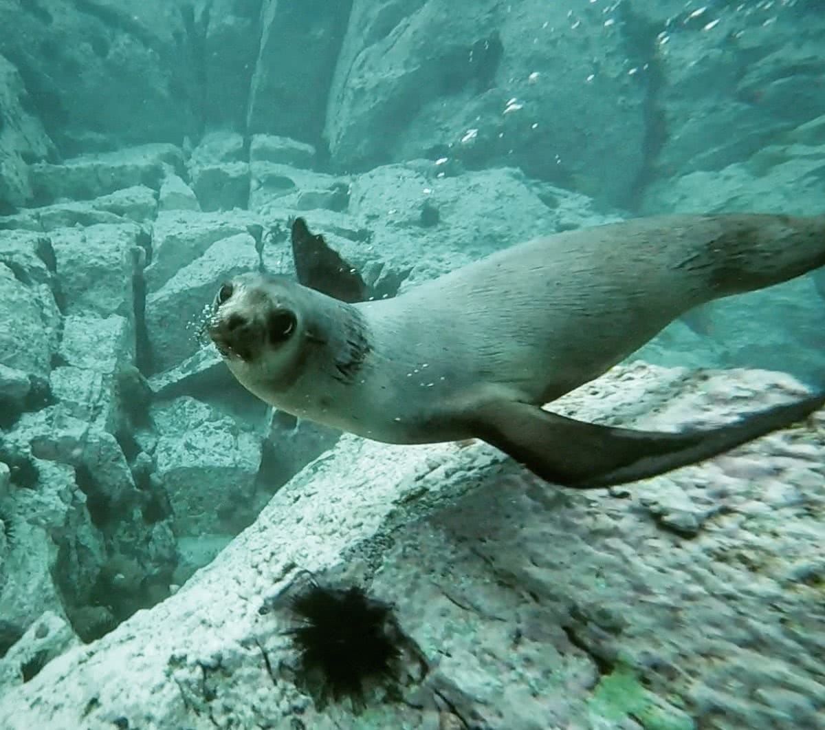 Swimming with Seals, The Dancers Of The Sea // Montague Island (NSW) Joel Johnsson, seal, underwater, close up