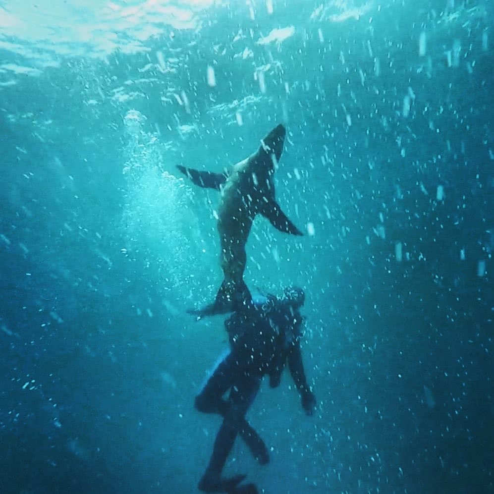 Swimming with Seals, The Dancers Of The Sea // Montague Island (NSW) Joel Johnsson, seal, person, diver, underwater, blue