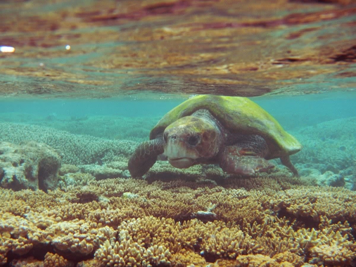 Marooned on a Tropical Australian Island // Lady Musgrave Island (QLD) Joel Johnsson turtle underwater