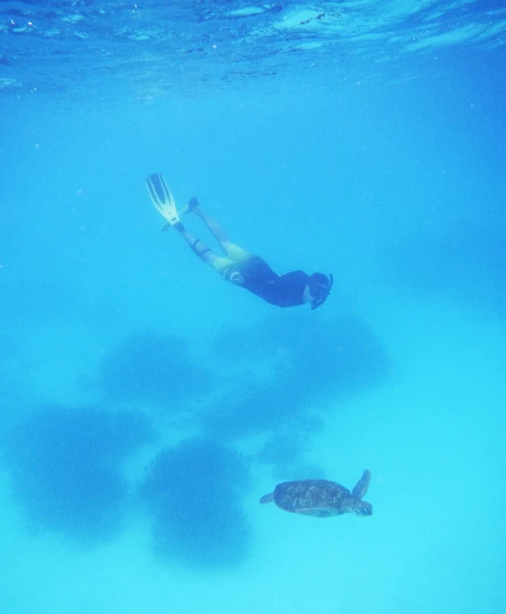 Marooned on a Tropical Australian Island // Lady Musgrave Island (QLD) Tropical Australian Island Joel Johnsson Lady Musgrave Island turtle snorkelling