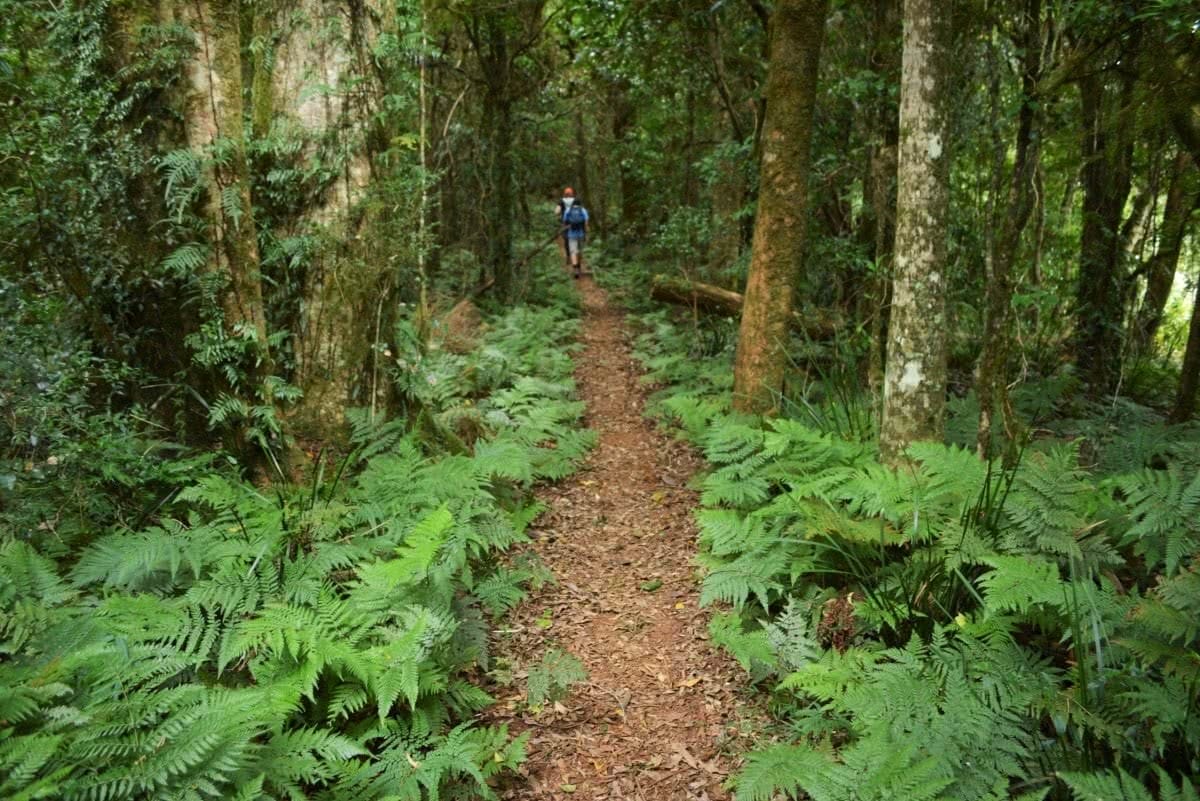 Summit Mt Mitchell and Mt Cordeaux // Main Range National Park (QLD) trail rainforest