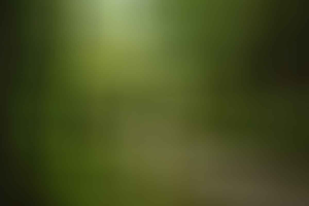 An Adventurous Brisbane Escape // D’Aguilar National Park (QLD), Lisa Owen, Trees, stream, hiker, pebbly beach