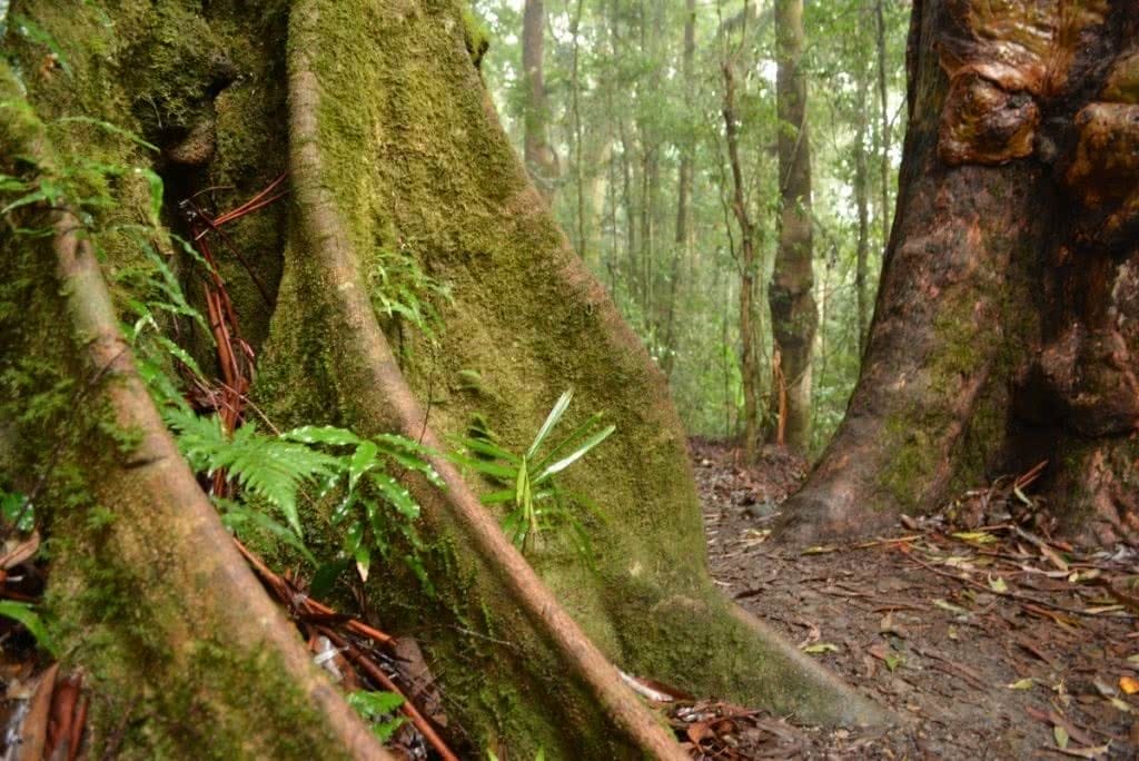An Adventurous Brisbane Escape // D’Aguilar National Park (QLD), Lisa Owen, D'Aguilar, tree, roots, buttress, forest