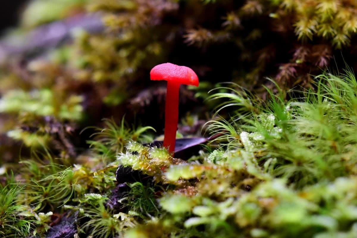 Fungi ISAAC CREBERT BASTION CASCADES OF THE MEANDER VALLEY Tasmania