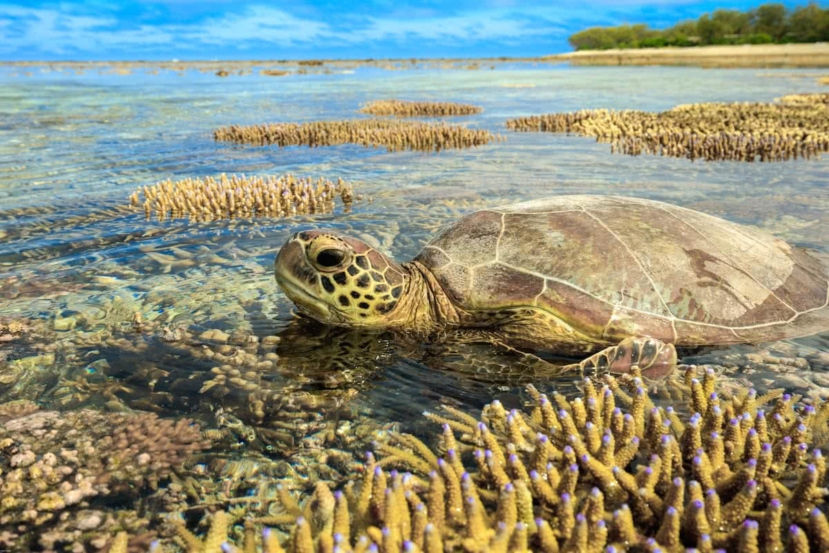 Jules Ingall Lady Elliot Island Eco Adventure (QLD) scuba diving great barrier reef hero turtle tortoise