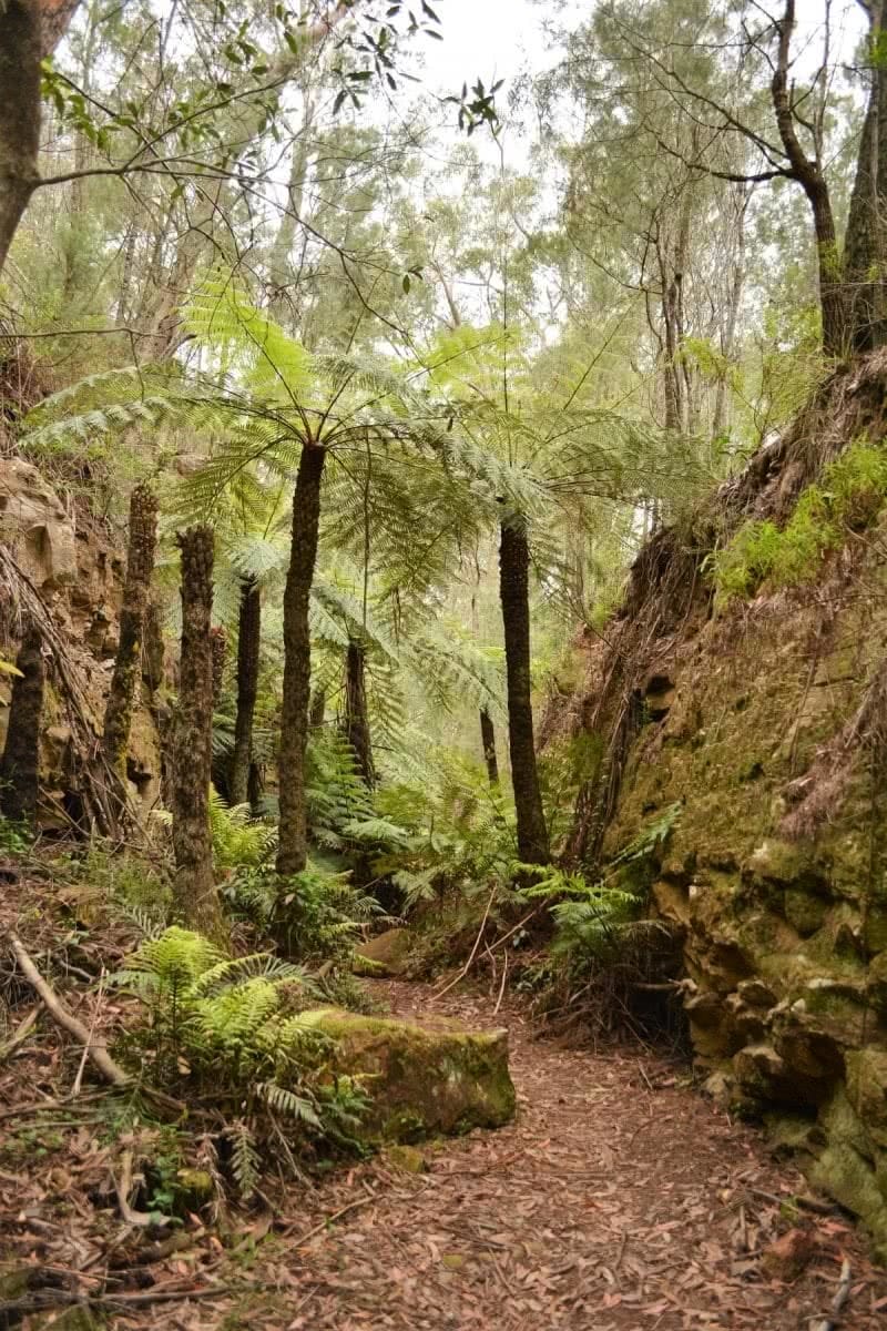 Hike to Forty Foot Falls (NSW) Lisa Owen trail forest