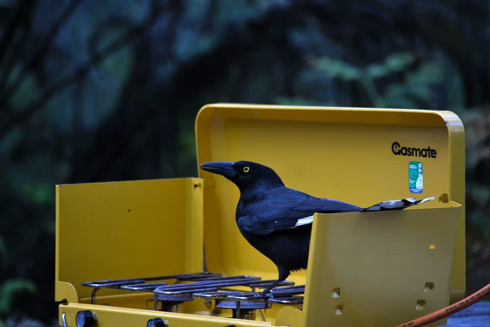High up in Gibraltar (NSW) Dan Parkes stove bird