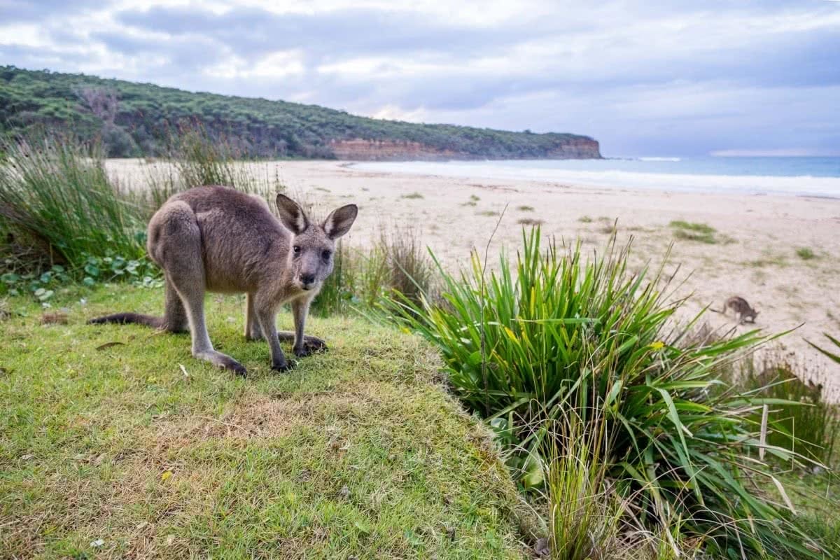 Pure Isolation // Pebbly Beach (NSW) Jon Harris kangaroo beach
