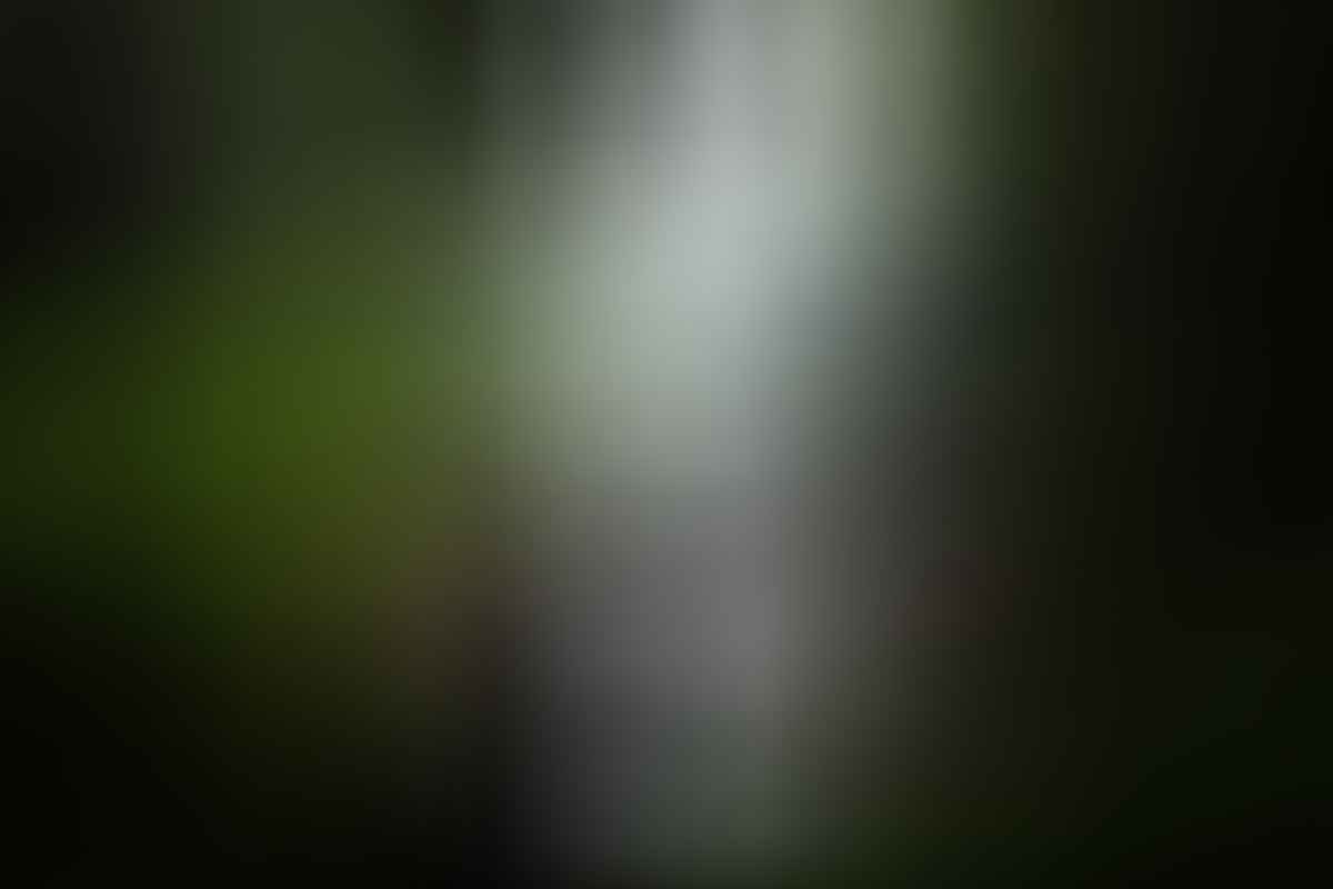 A Wet Monday Morning In Dorrigo National Park (NSW), Liam Hardy, waterfall, rainforest, pool, behind a waterfall, rainy