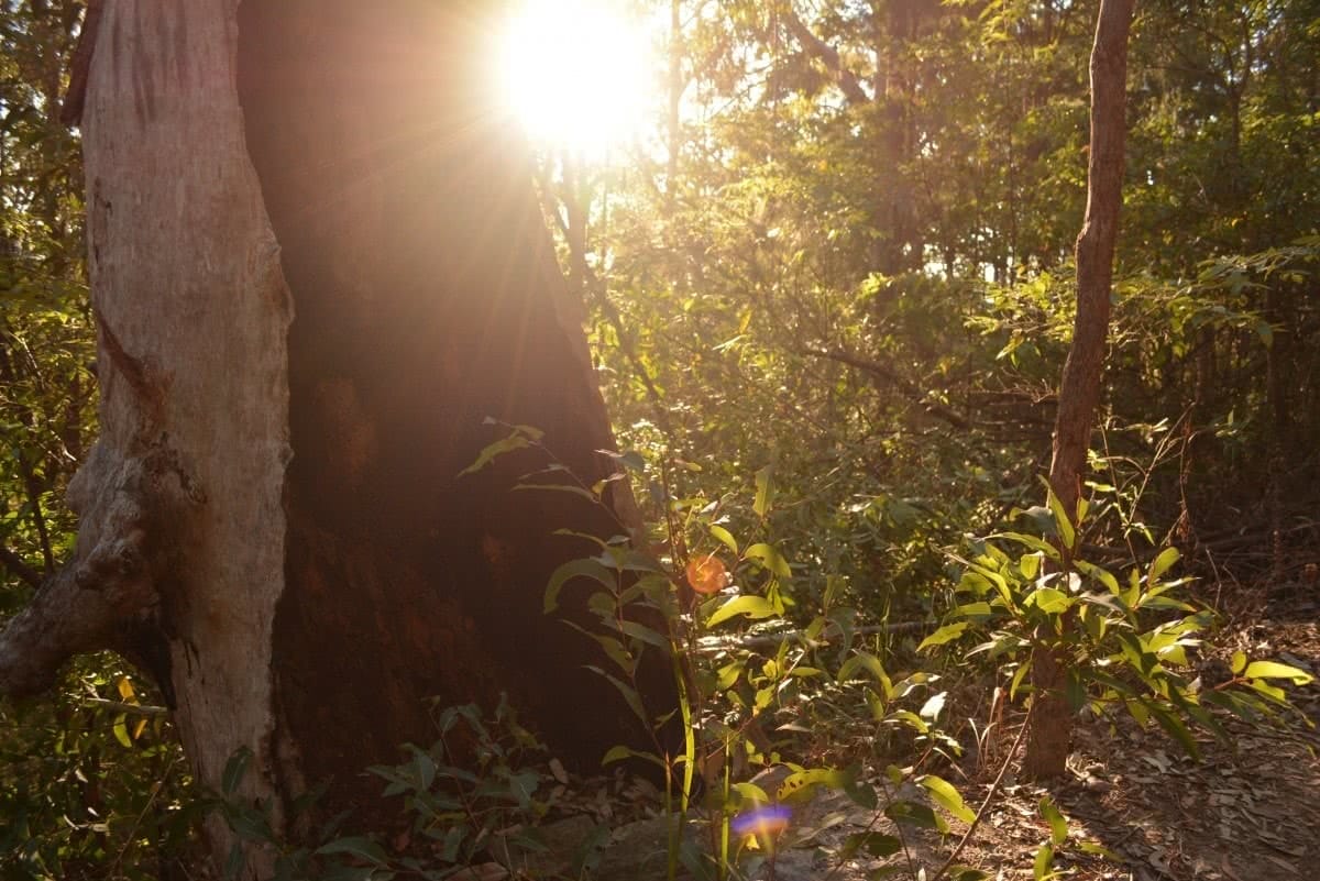 Rock Scrambling The Glass House Mountains (QLD) Lisa Owen MtBeerwahTrail, forest, sunburst, peek through