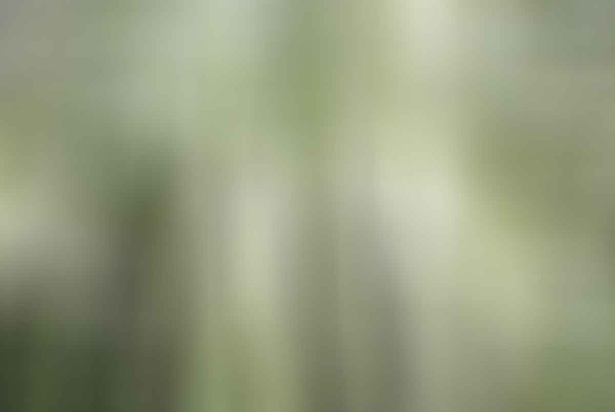 Toorongo Falls Victoria Gippsland LORENZO SANTUCCI, trees, trunks, sky, canopy, leaves, sunshine
