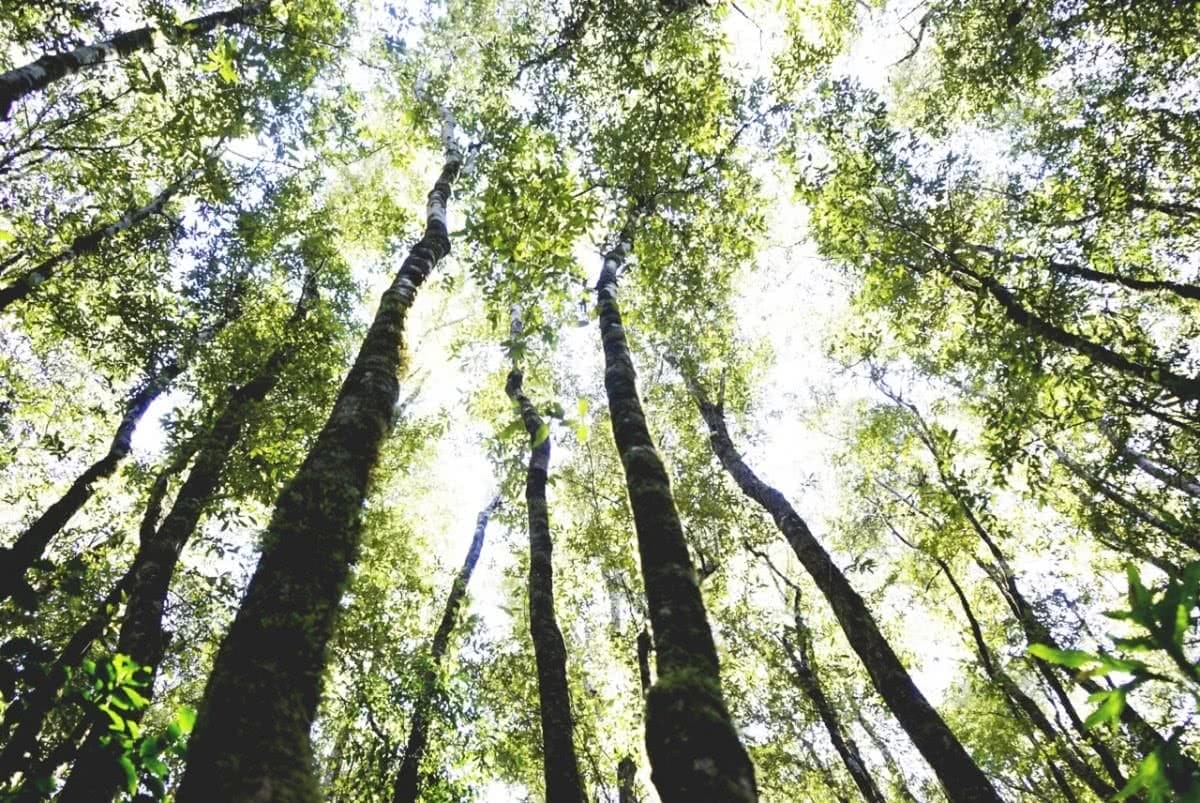 Toorongo Falls Victoria Gippsland LORENZO SANTUCCI, trees, trunks, sky, canopy, leaves, sunshine