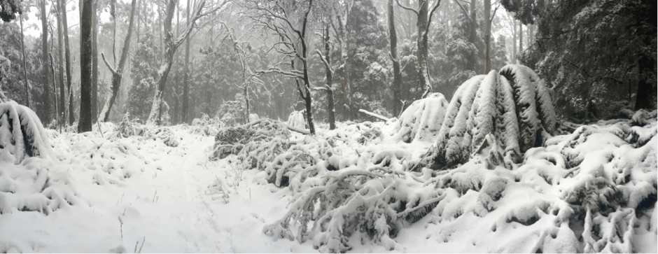 Mt Donna Buang Cycling Microadventure // Yarra Valley (Vic) Euan Pennington fat bike, snow, trail, forest