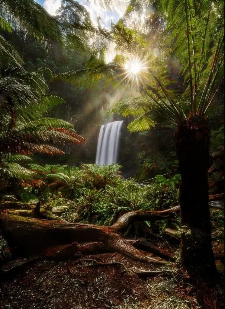 Photographing The Great Ocean Road (VIC) Keiran Stone, 2_hopetoun_falls, waterfall. forest, fallen tree, root, sunburst