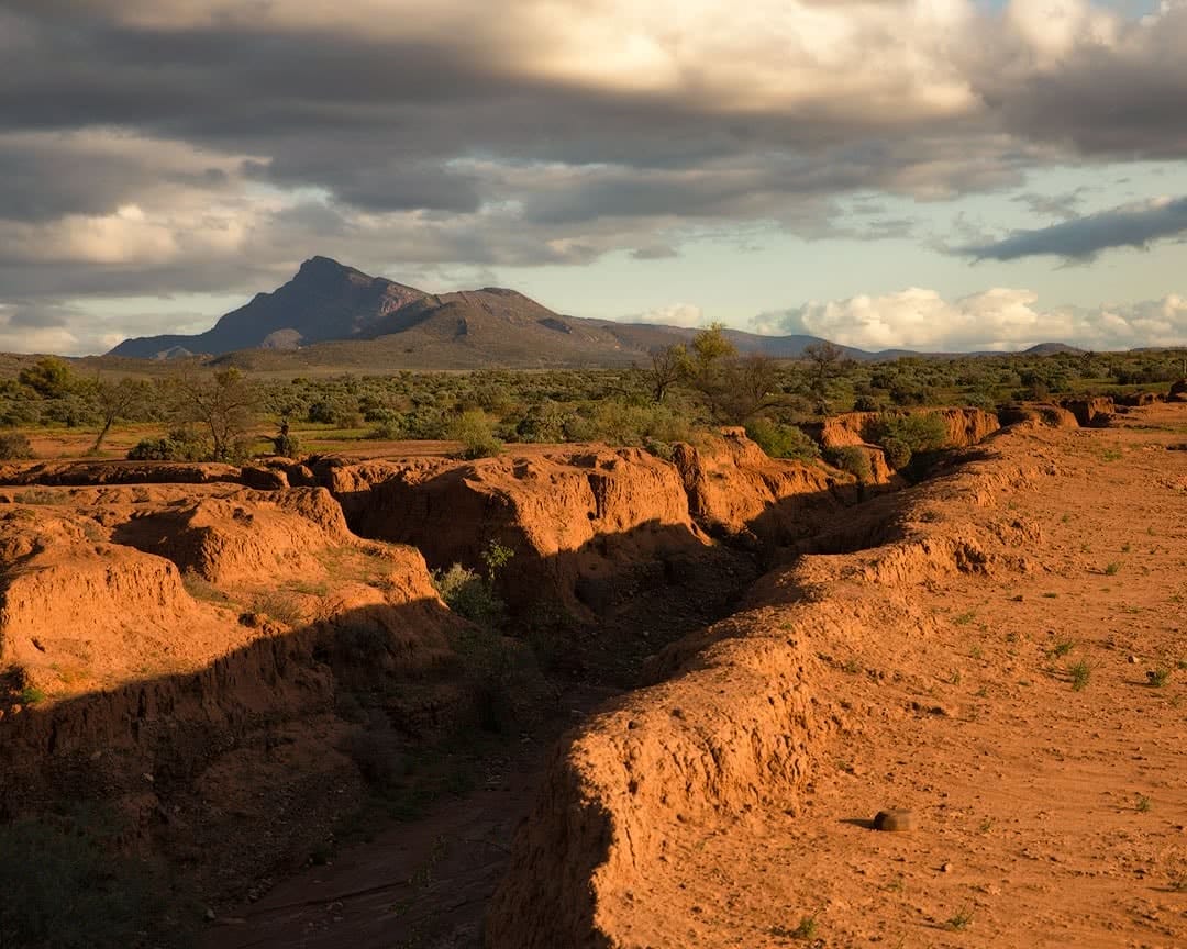 Wildflowers at Wilpena Pound // Flinders Ranges (SA),Brian Hatchard flinders ranges hero elder range northside south australia sa