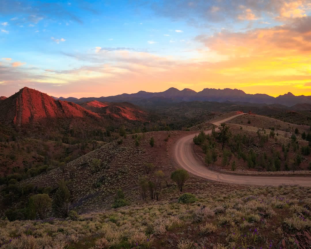 Wildflowers at Wilpena Pound // Flinders Ranges (SA),Brian Hatchard flinders ranges hero south australia sa razorback lookout sunset