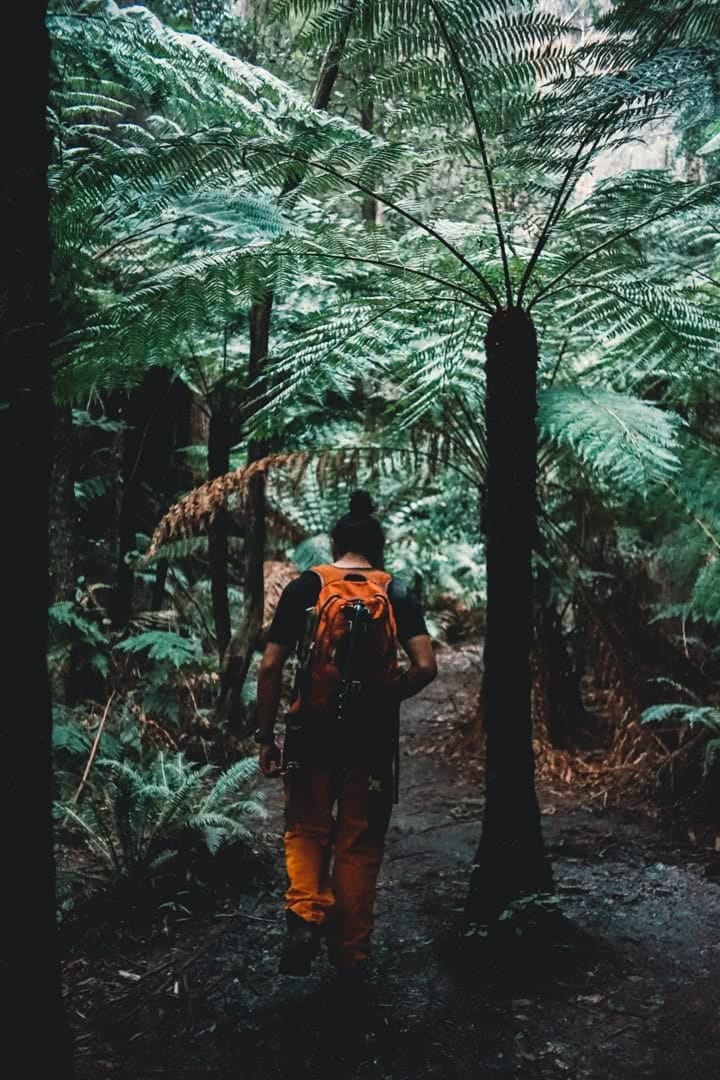 Rhys Tattersall Newnes Wollemi National Park NSW rainforest