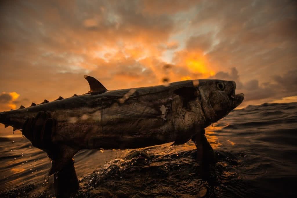 spearfishing jessie cripps