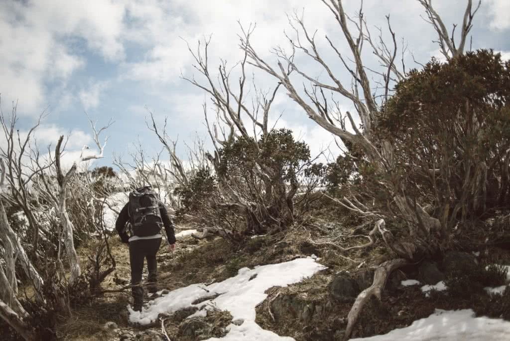 Traversing the Razorback // Alpine National Park (VIC), Mitchell Hodge, hiker, snow, trees, trail