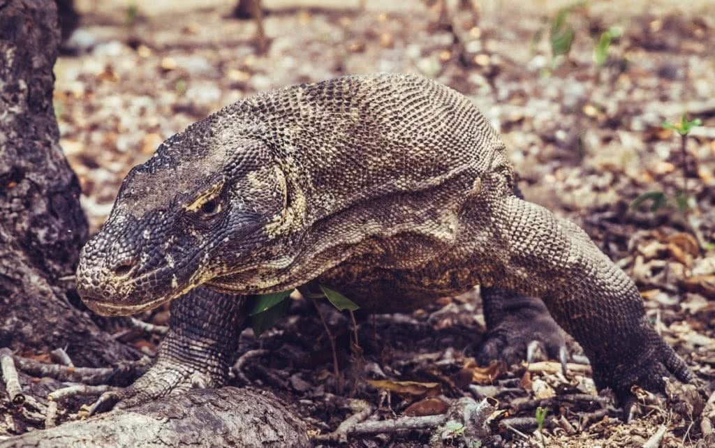komodo-dragon-1