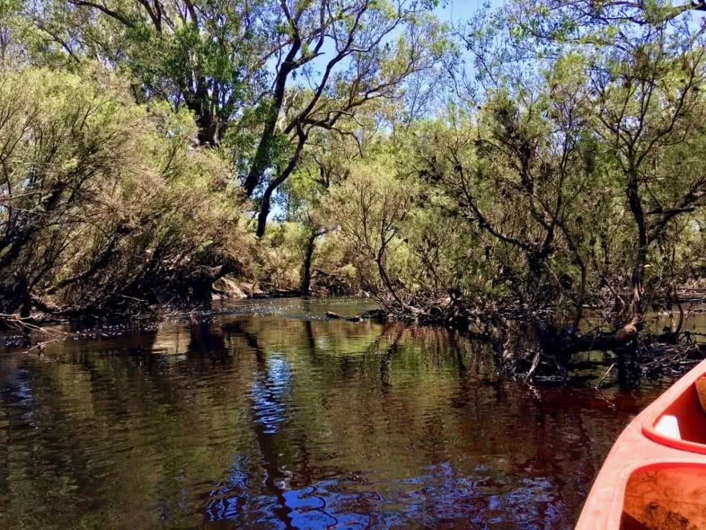 Canoe the Mighty Blackwood River (WA), HENKJAN SCHRIJVER river, water, trees, reflections