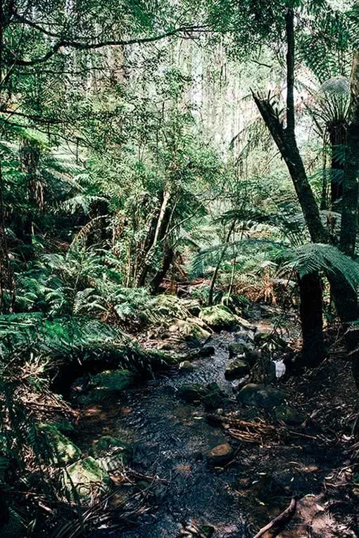 day in the dandenong ranges, Nathan Giles, stream forest