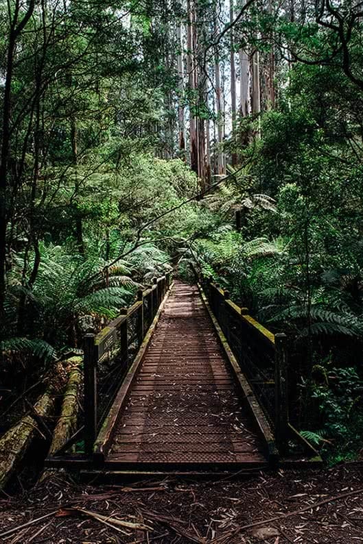 day in the dandenong ranges, Nathan Giles, walkway forest