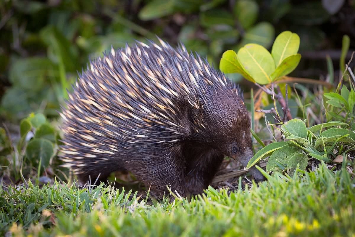 Smoky Cape Microadventure (NSW) Liam Hardy echidna