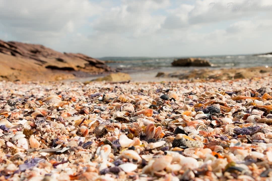 Melissa Bowyer jibbons track beach Shells