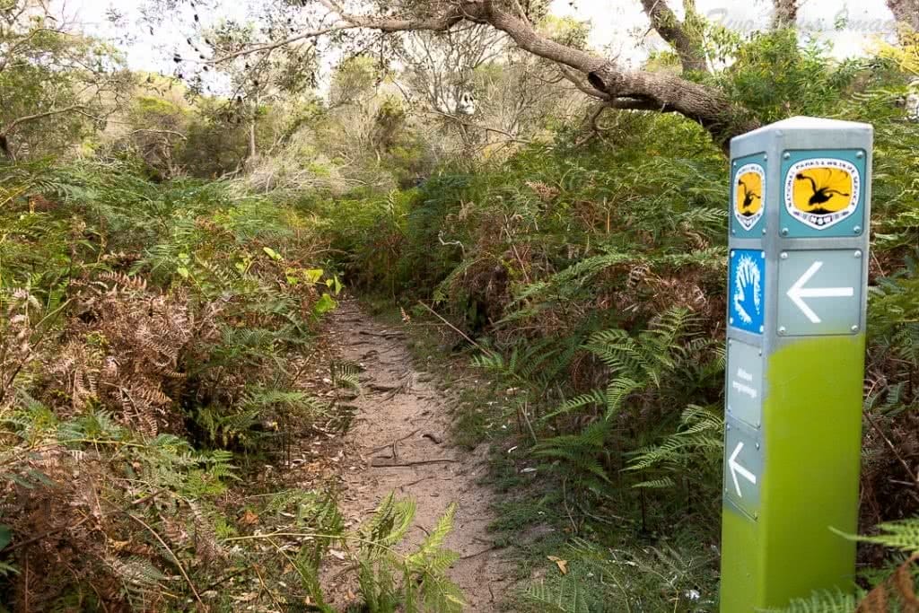 Melissa Bowyer jibbons track beach Shells Path