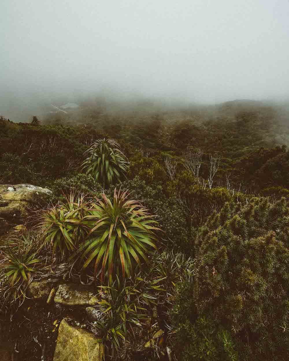jack sutton hartz peak tasmania