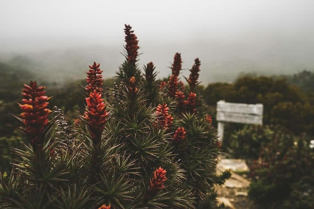 jack sutton hartz peak tasmania wildflower flower