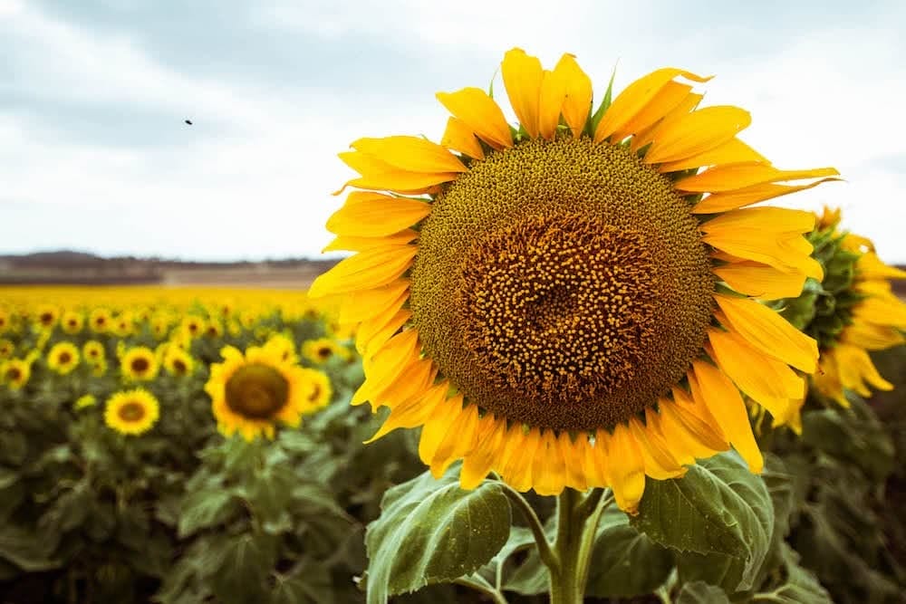 queensland sunflower fields forever scout hinchcliffe, sunflowers, close up. flower