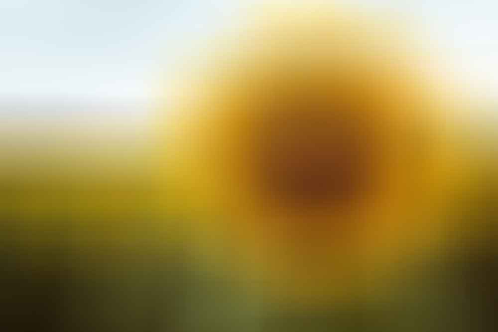 queensland sunflower fields forever scout hinchcliffe, sunflowers, close up. flower