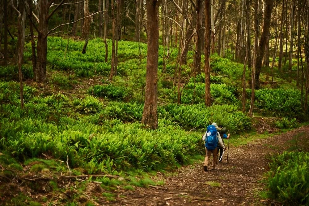 GusArmstrongSixFootTrack1