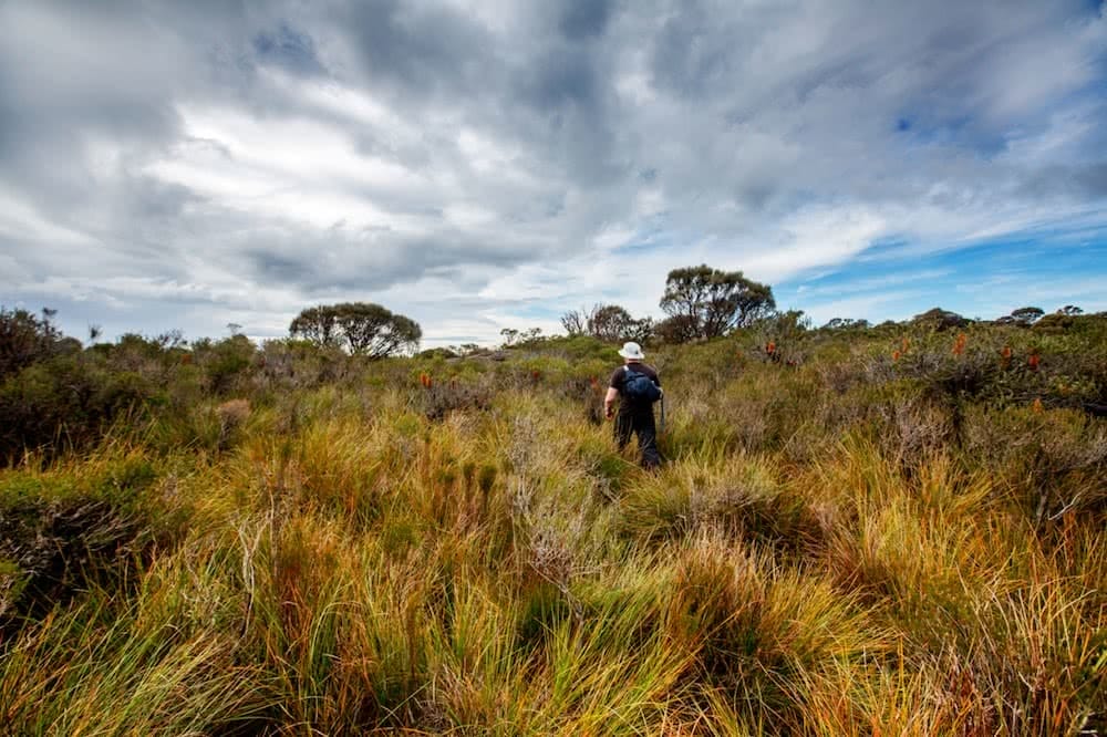 Bushwhacked in the Budawangs (NSW) daniel bos scrub hike