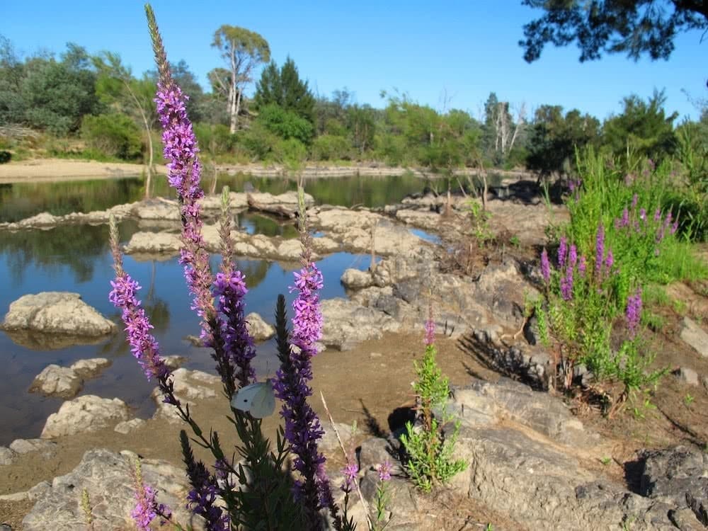 Shea-Cara Canberra water