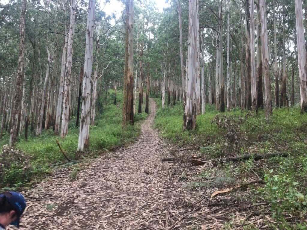 Four Hidden Hiking Gems in Melbourne’s Outer-East Cumberland1 john feeney hiking society melbourne's outer-east