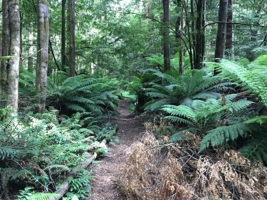 Four Hidden Hiking Gems in Melbourne’s Outer-East Cumberland1 john feeney hiking society melbourne's outer-east