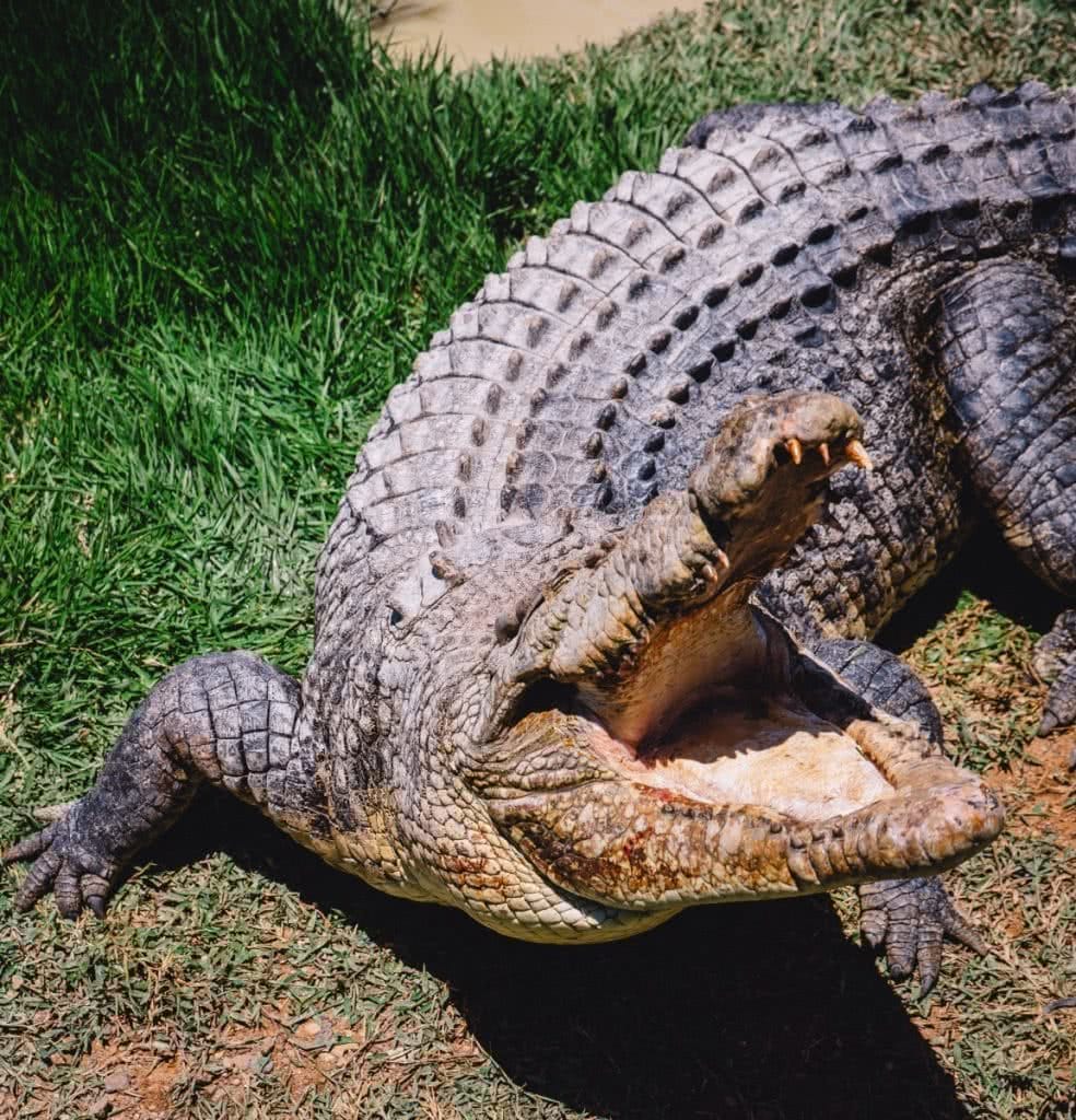 whitsundays airlie beach crocodile