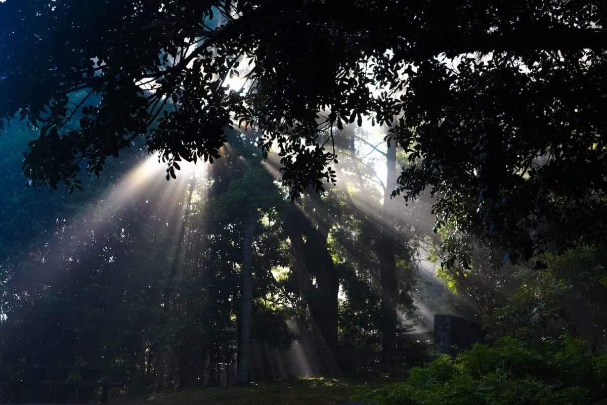 Ballanjui Falls QLD LISA OWEN Morning_Binna Burra