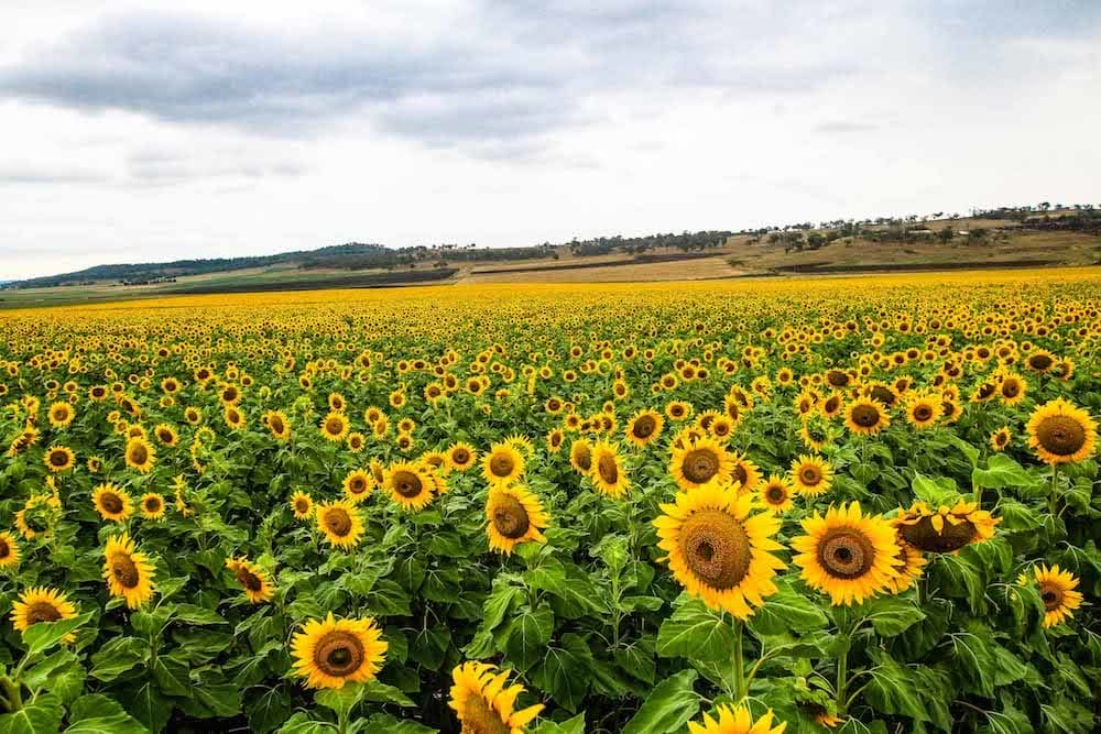 Sunflower Field Day Trip in Queensland - We Are Explorers