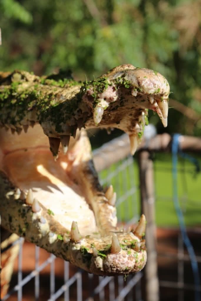The Pearl of the North West // Broome (WA), Zoe Vaughan, crocodile, animal, jaws, teeth, snap, fierce, sharp, open