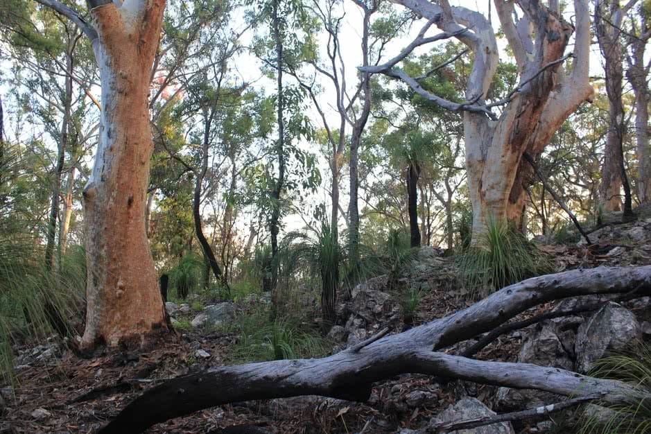 Sunshine Coast Hinterland Great Walk Saphira Schroers qld bush trail