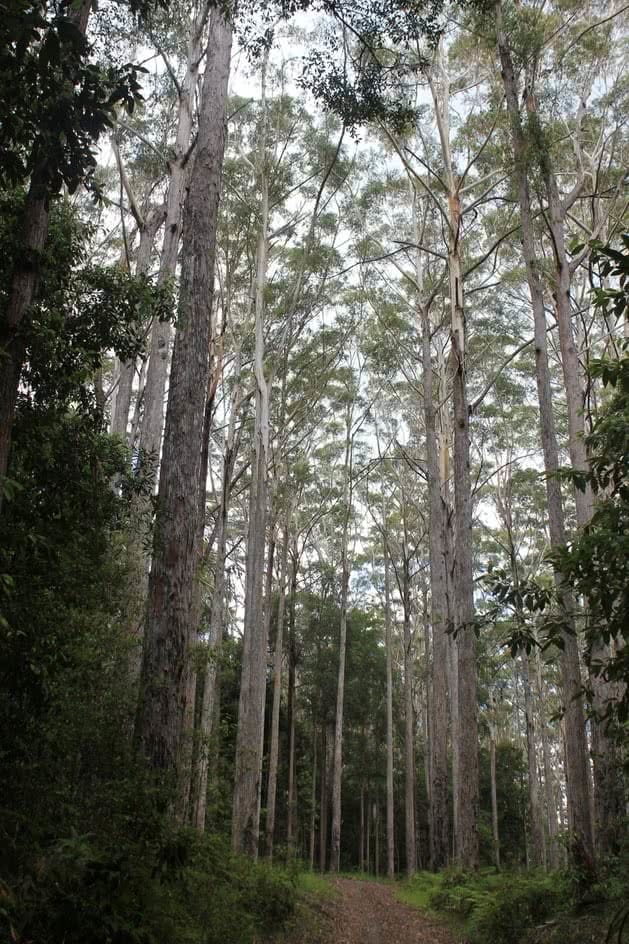 Sunshine Coast Hinterland Great Walk Saphira Schroers qld trees canopy