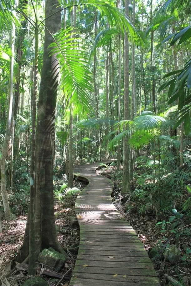 Sunshine Coast Hinterland Great Walk Saphira Schroers qld bush boardwalk