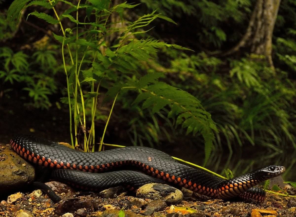 Indiana Madden-Olle, Red-bellied black snake (Pseudechis porphyriacus), snakes, reptiles, animals