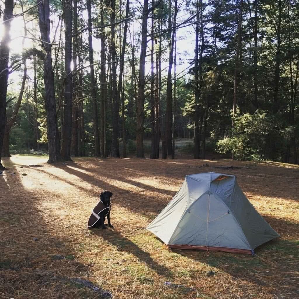 rebecca d'arcy, wingello state forest, dog, camping, dog friendly walks